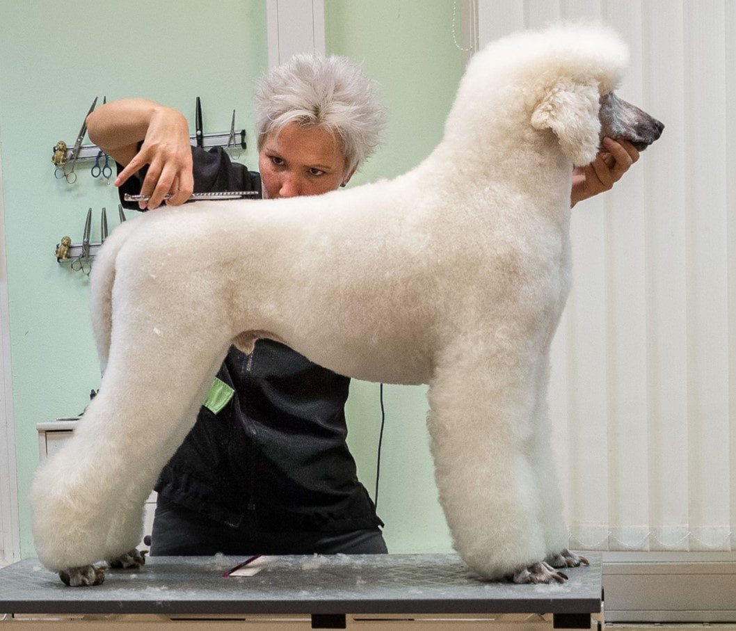 hundefriseur ausbildung