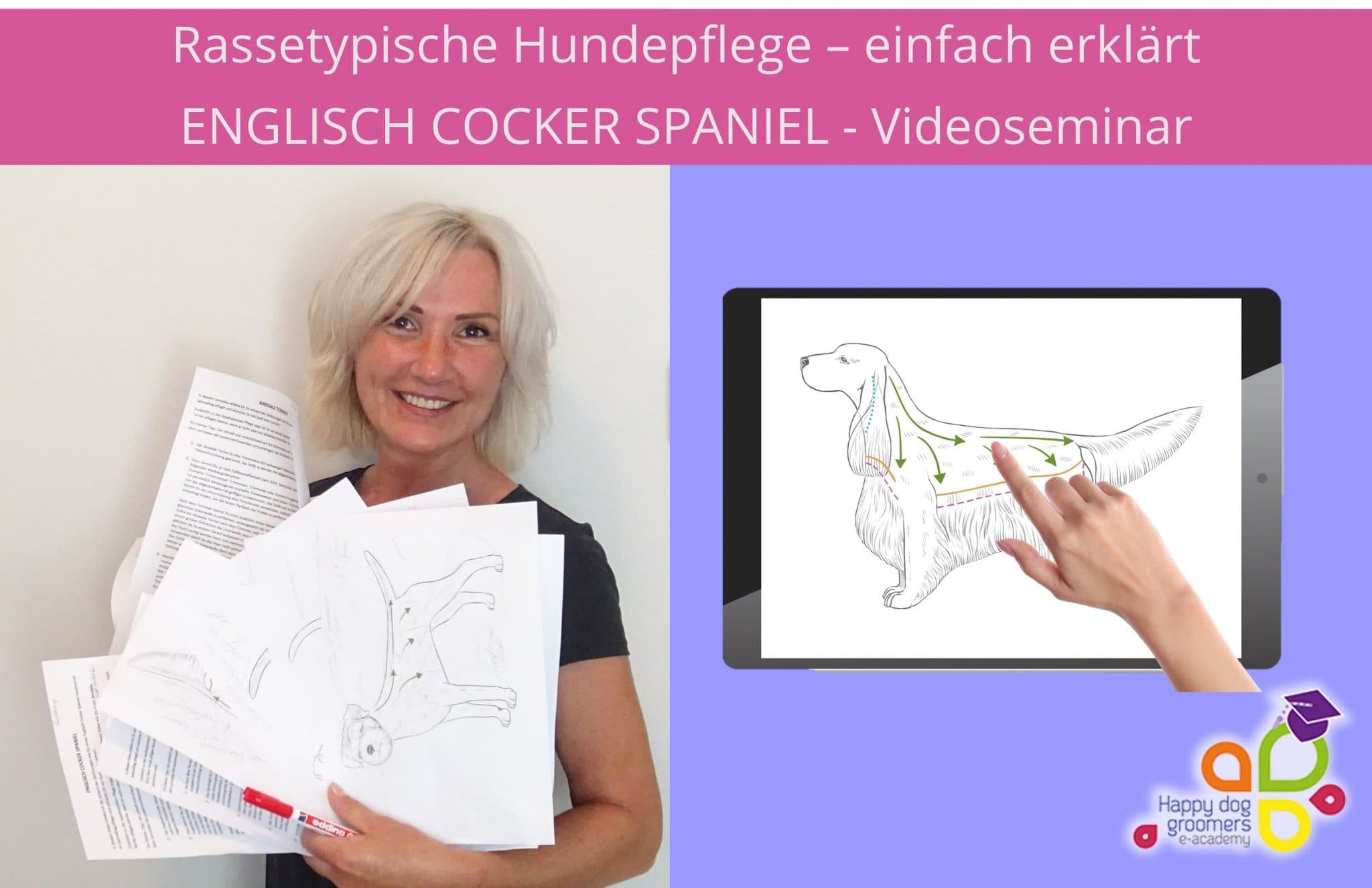 englisch Cocker Spaniel Seminar