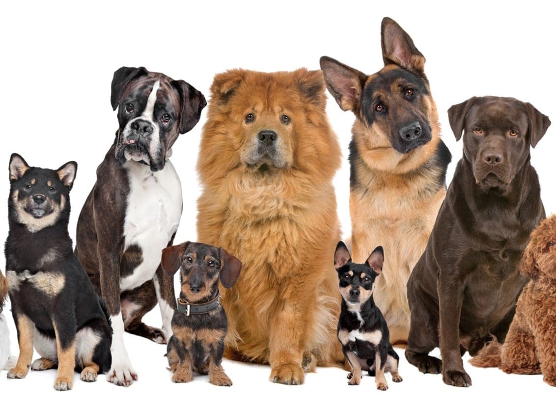 Rund um den Hund