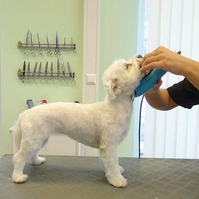 hund mit schermaschine schneiden