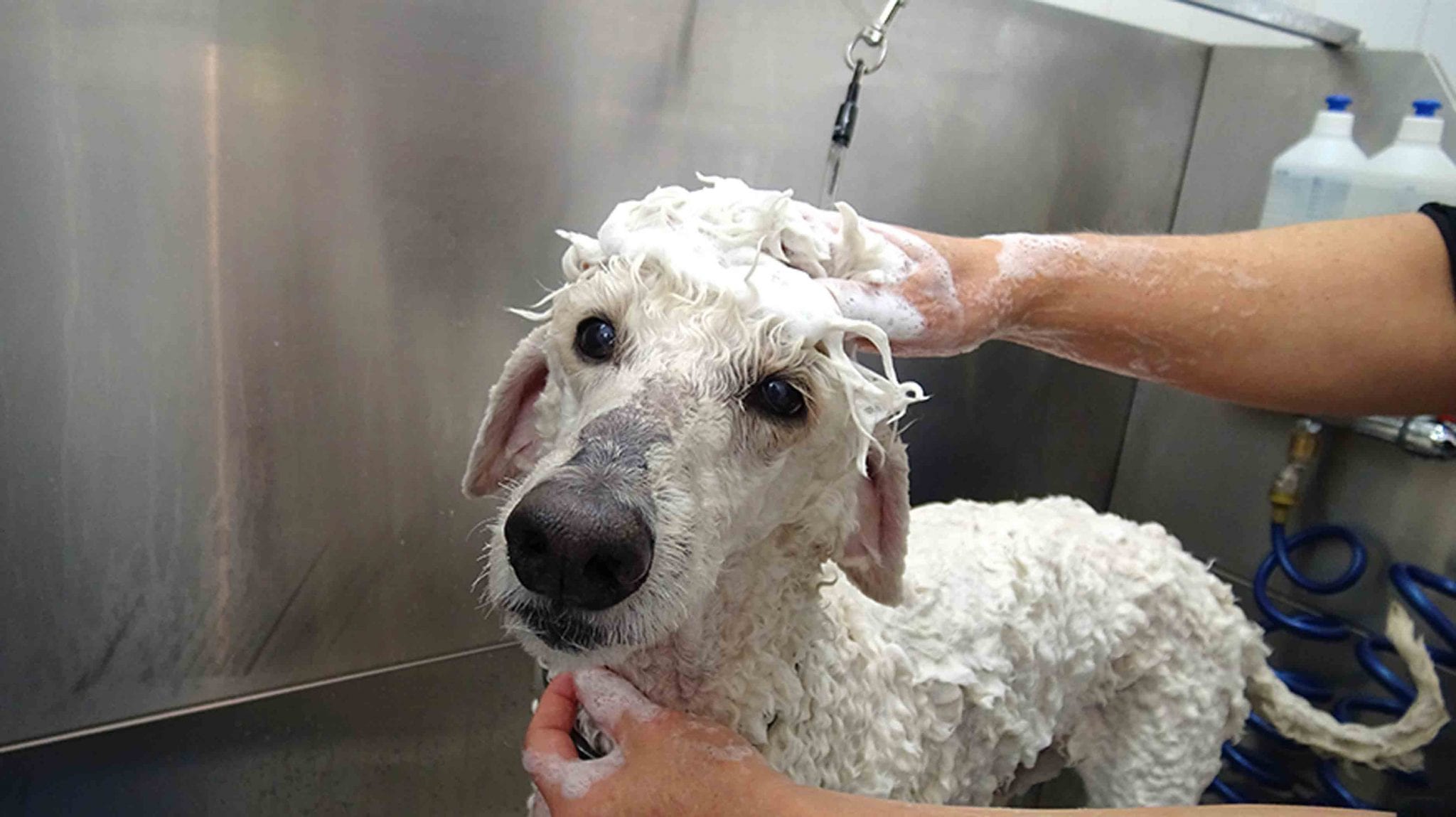 Hundefriseur-Ausbildung Schnupperkurs