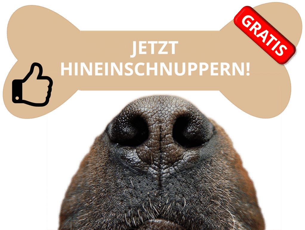 hundefriseur kurs