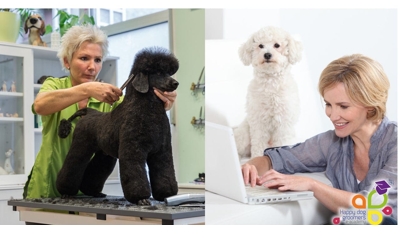 Ausbildung zum Hundefriseur - Diplom Kurs mit Margit Schönauer [Digital] – Bild 2