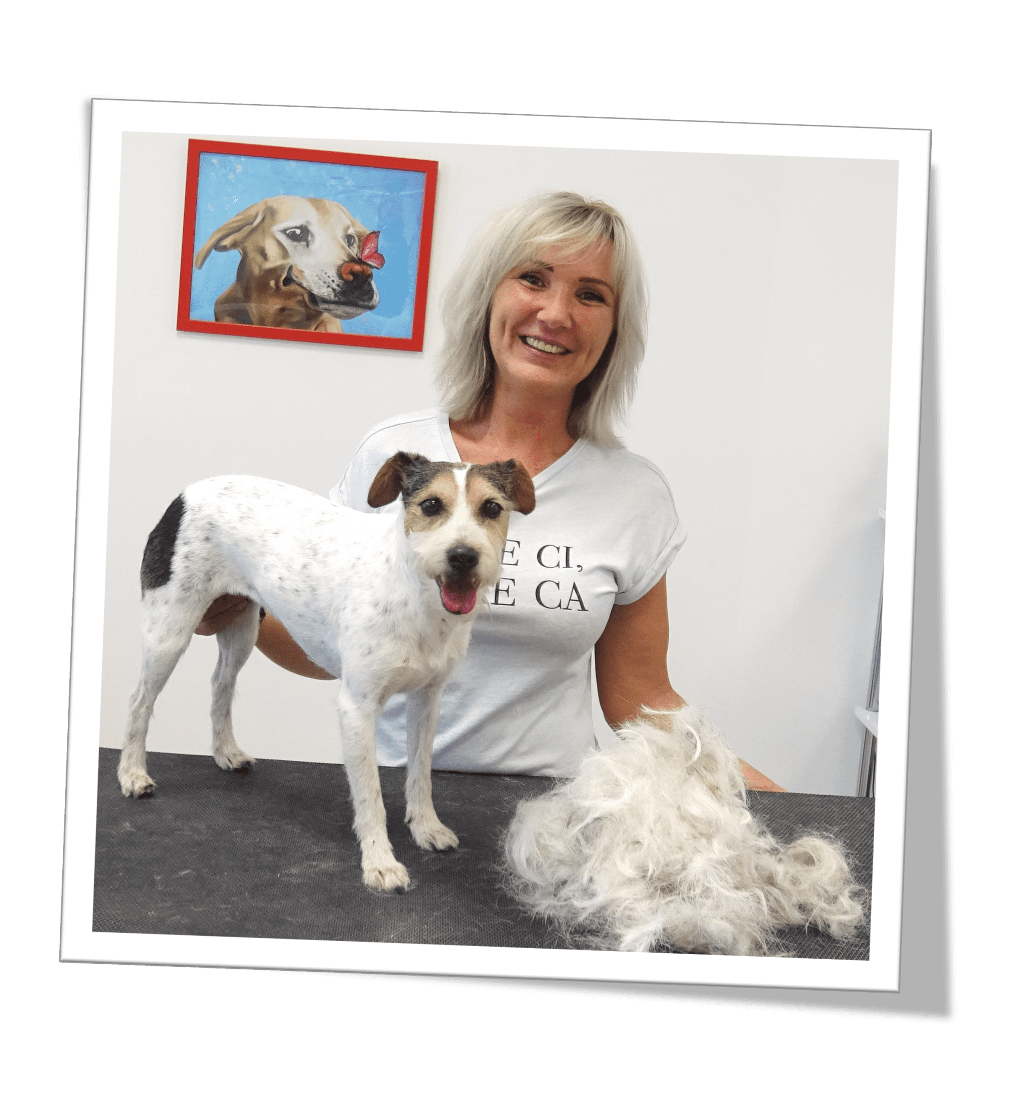 Parson Russel Terrier trimmen