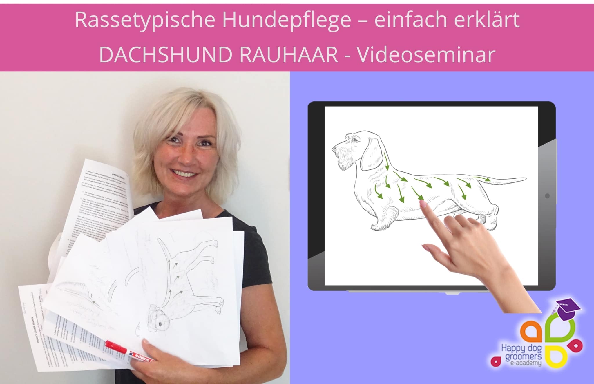 Dachshund Rauhaar - einfach erklärt! - Videoseminar mit mind. 12 Monate Zugriffszeit [Digital]