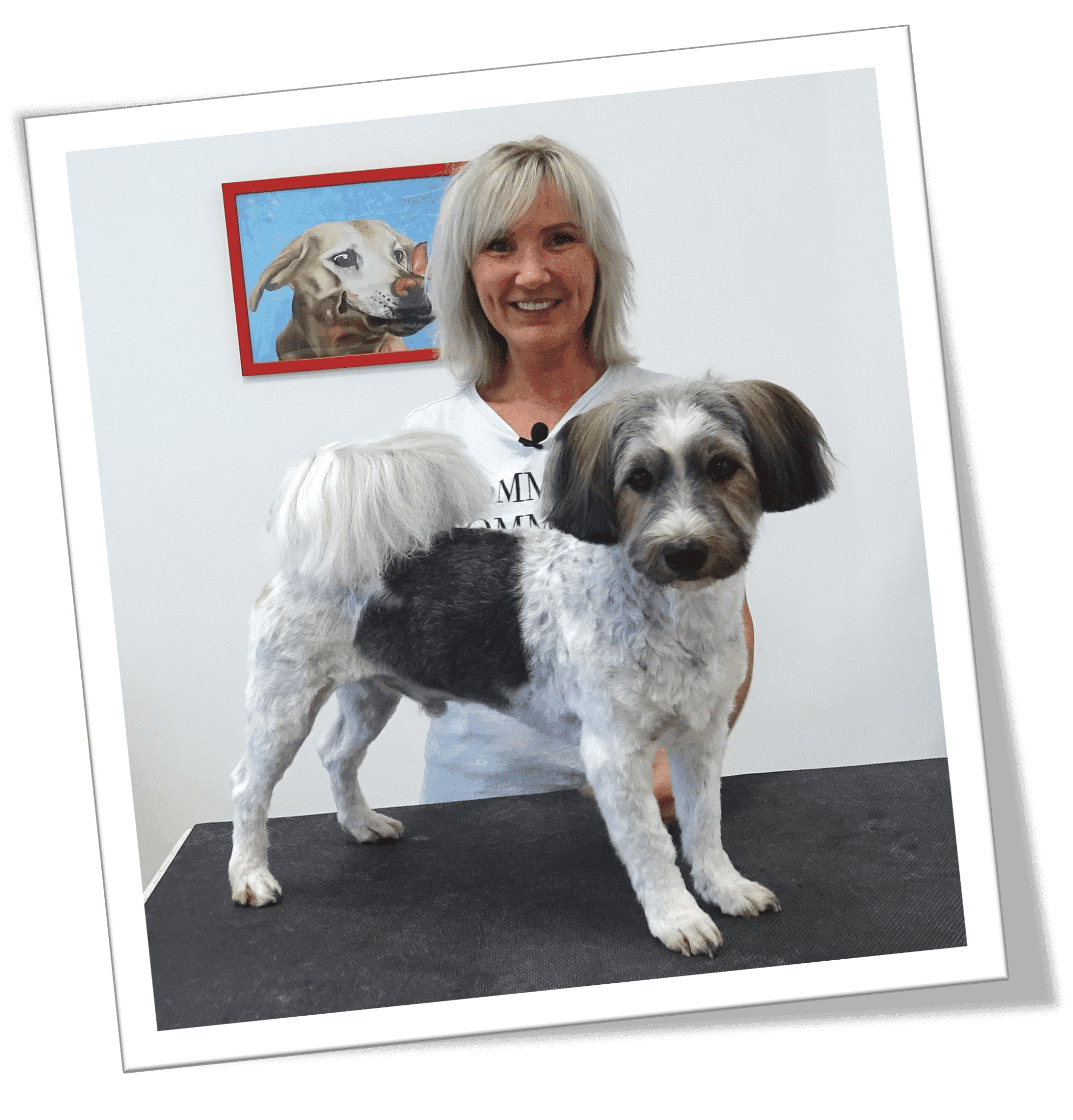 hund abscheren