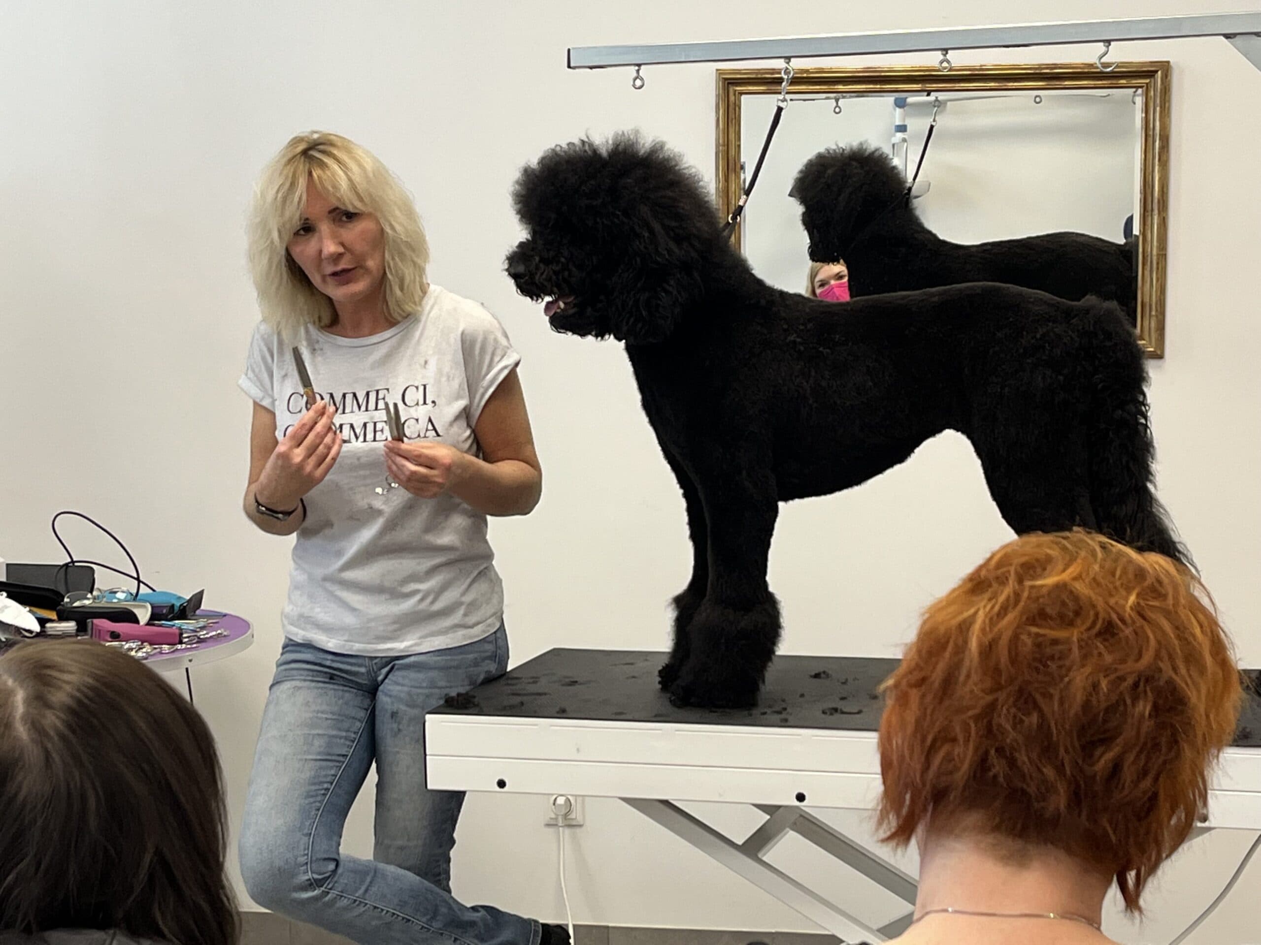 hundefriseur ausbildung