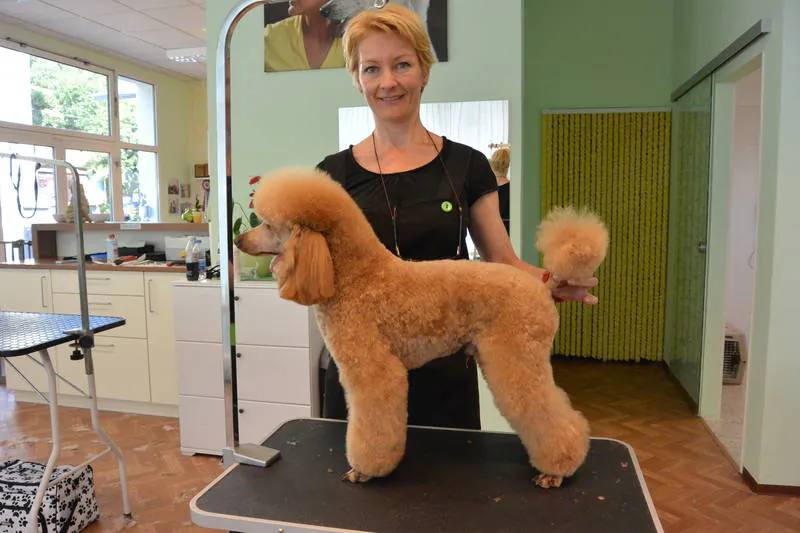 Katalin Erdmann dog grooming