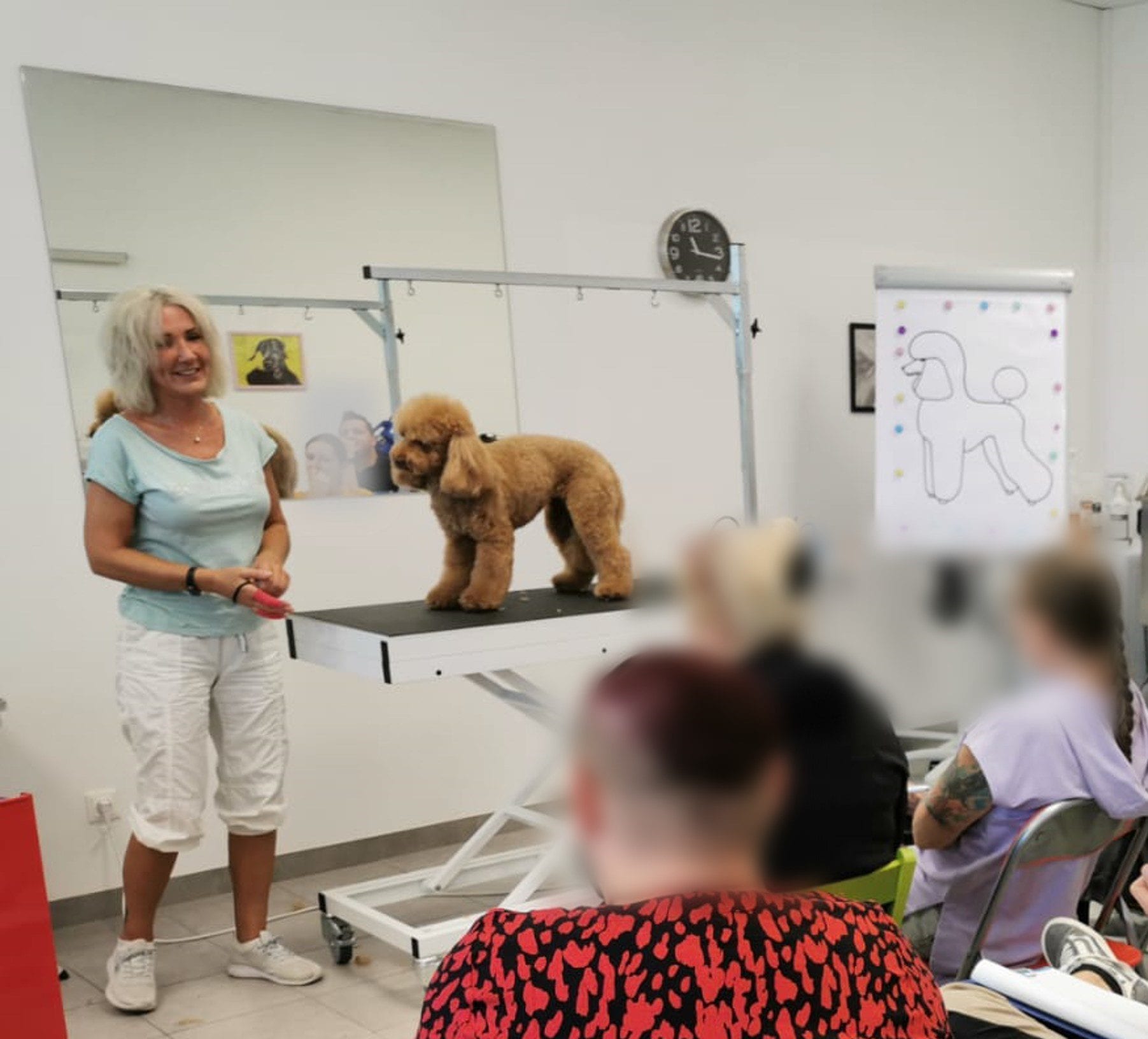 Hundefriseur-Ausbildung