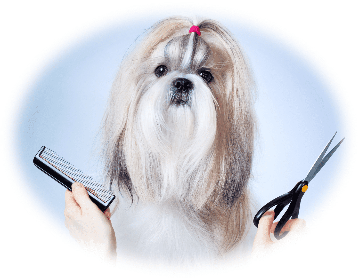 Ausbildung zum Hundefriseur