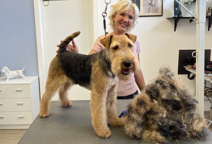 Welsh Terrier rassetypisch trimmen