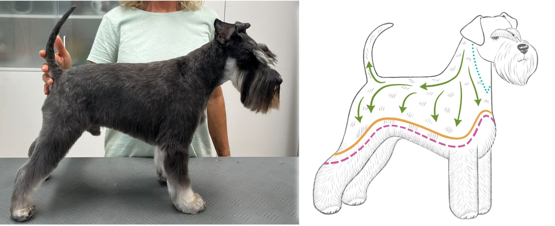 Zwergschnauzer Trimmen