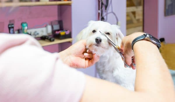Hundefriseur Weiterbildung