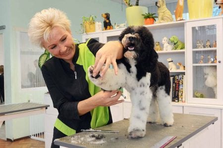 hunde schneiden