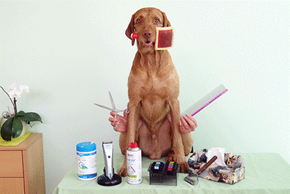 Hundesalon-ausstattung