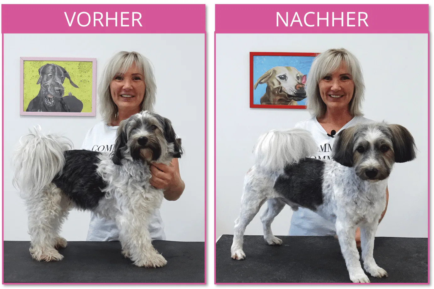 hund abscheren